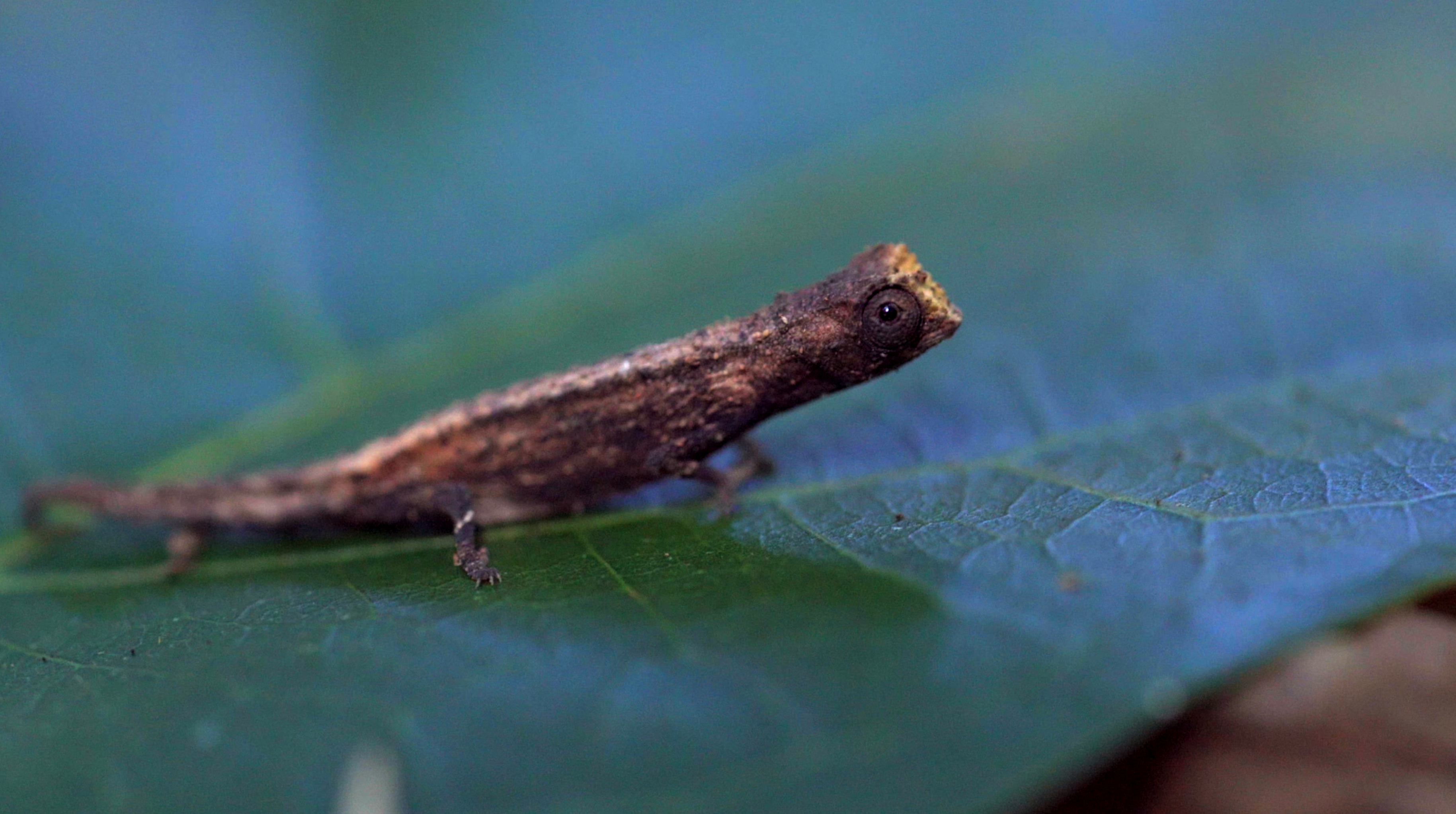 Discovery and Wonder - 2